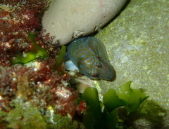 Lepadogaster lepadogaster