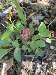 Thaspium trifoliatum trifoliatum