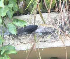 Sporophila crassirostris