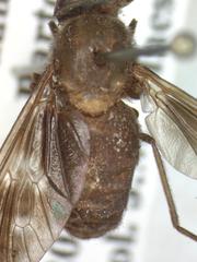 Philipotabanus