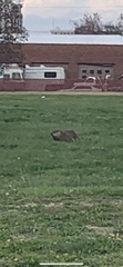 Marmota monax