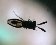 Eucharitinae