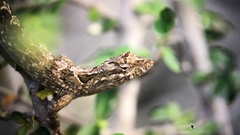 Anolis onca