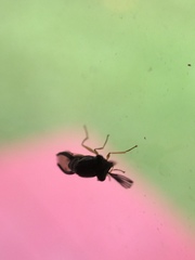 Eucharitinae