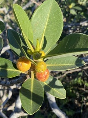 Ficus platypoda