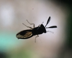 Eucharitinae