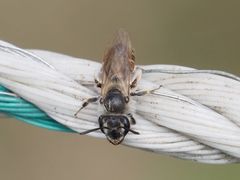 Andrena ventralis