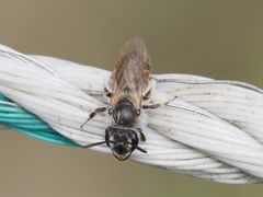 Andrena ventralis
