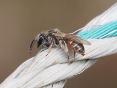 Andrena ventralis