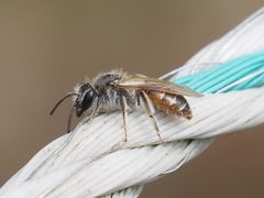 Andrena ventralis