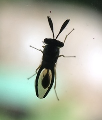 Eucharitinae