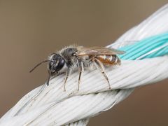Andrena ventralis
