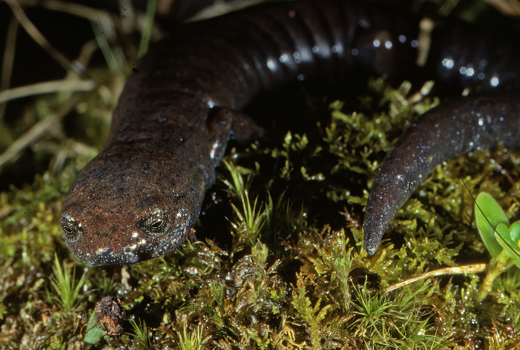 Ringtail Salamander