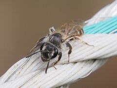 Andrena ventralis