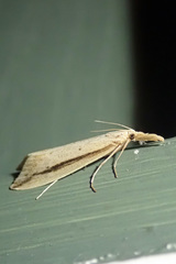 Donacaula nitidellus