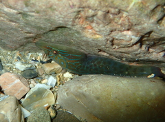 Lepadogaster lepadogaster