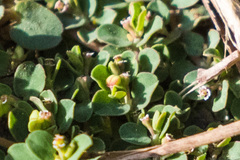 Euphorbia serpens