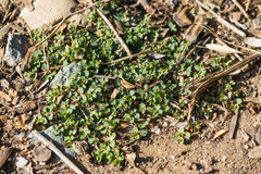 Euphorbia serpens