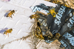 Apis mellifera
