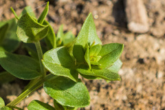 Lysimachia arvensis