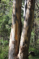 Eucalyptus dawsonii