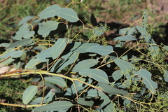 Eucalyptus dawsonii