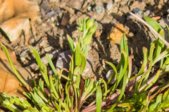 Calandrinia menziesii