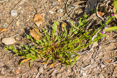 Calandrinia menziesii