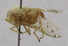 Chlorotabanus mexicanus