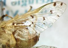 Chlorotabanus mexicanus