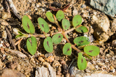 Euphorbia maculata