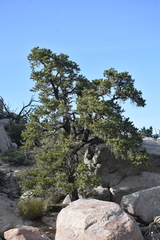 Pinus monophylla