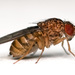 Drosophila repleta - Photo (c) Bbski, some rights reserved (CC BY-SA)