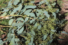 Eucalyptus dawsonii