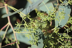 Eucalyptus dawsonii