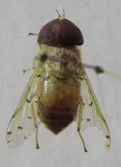 Chlorotabanus mexicanus