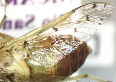 Chlorotabanus mexicanus