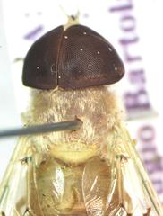 Chlorotabanus mexicanus