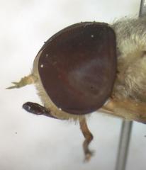 Chlorotabanus mexicanus