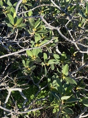 Ficus platypoda