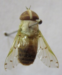 Chlorotabanus mexicanus