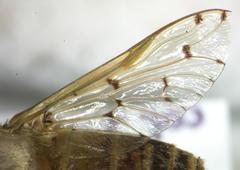 Chlorotabanus mexicanus