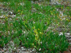 Bupleurum triradiatum