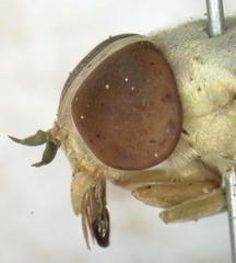 Chlorotabanus mexicanus