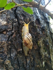 Plectostylus araucanus