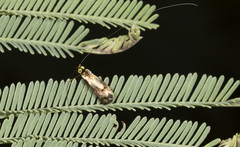 Nemophora topazias