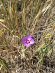 Clarkia cylindrica