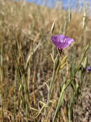 Clarkia cylindrica