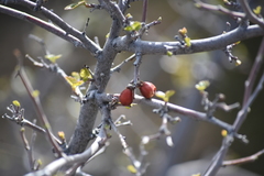 Rhus aromatica simplicifolia