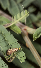 Nemophora topazias